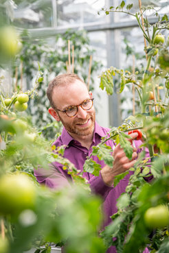 Dr. Daniel Dunkelmann in purple shirt tending to tomato plants in a greenhouse.