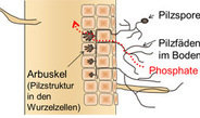 Nährstoffversorgung