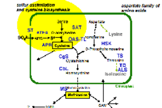 Amino Acid and Sulfur Metabolism