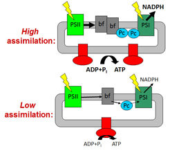 Biophysics and Photosynthesis Research