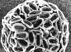 <p><strong>Dr. André Scheffel</strong>’s group investigates the biology of calcium carbonate (CaCO<sub>3</sub>) biogenesis and morphogenesis in unicellular algae termed coccolithophores.</p>