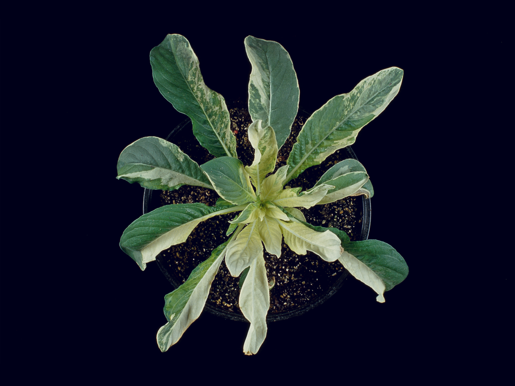 <p>The research group of <strong>Dr. Stephan Greiner</strong> "Cytoplasmic and Evolutionary Genetics" focuses on molecular and mechanistic aspects of plant evolution. We concentrate predominately on the role of cytoplasmic genetic elements (plastids and mitochondria) in speciation processes. </p>