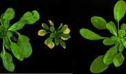Hybrid-Nekrose - Pflanzen mit Autoimmunerkrankung