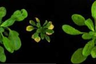 Hybrid-Nekrose - Pflanzen mit Autoimmunerkrankung